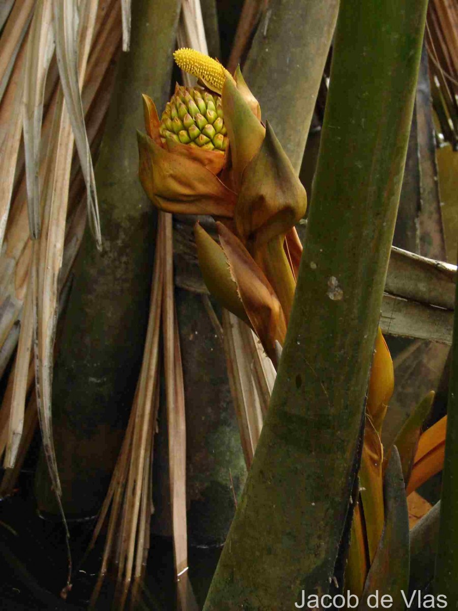 Nypa fruticans Wurmb